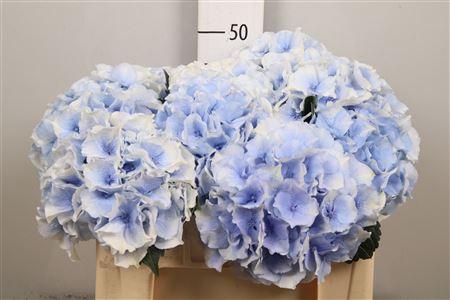 <h4>Hydr M Roy Grandeu B</h4>