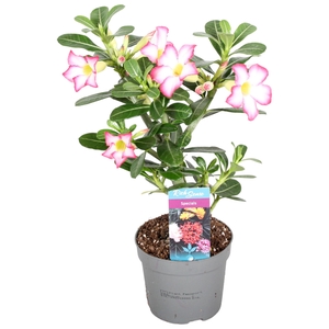 Adenium obesum