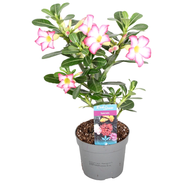 <h4>Adenium obesum</h4>