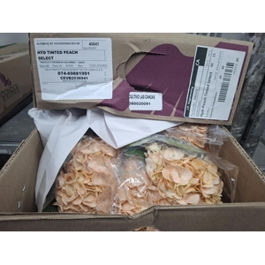 Hydr x10 Peach Tinted Select Box