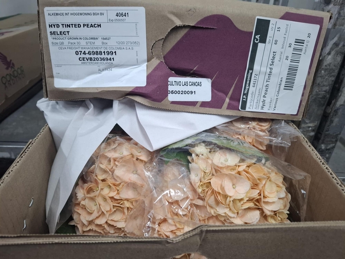 <h4>Hydr x10 Peach Tinted Select Box</h4>