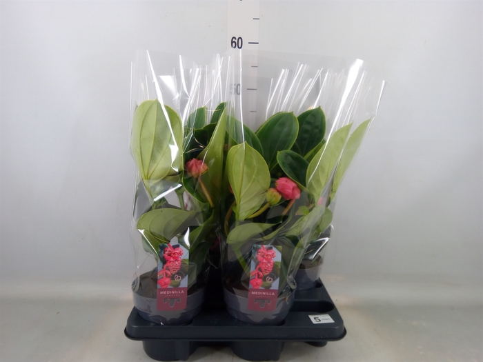 <h4>Medinilla magn. 'Lambada'</h4>
