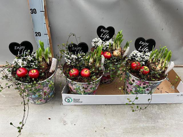 <h4>ARR BOL KNOLGEWAS</h4>