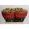 Hypericum Mellow Romance