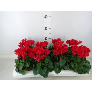 Cyclamen KL 'Compact'
