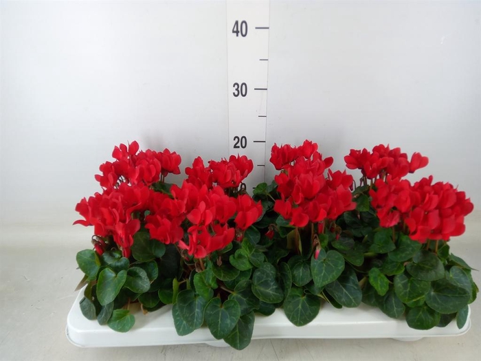 <h4>Cyclamen KL 'Compact'</h4>