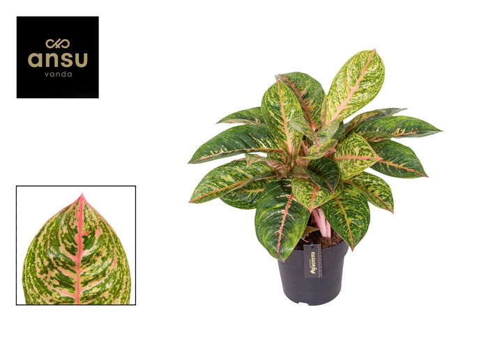 <h4>Aglaonema Red Reflections</h4>