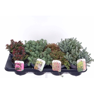 Sedum mix in tray
