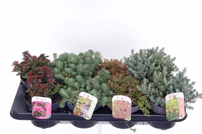 <h4>Sedum mix in tray</h4>