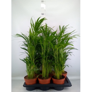 Dypsis lutescens   ...Chrysalidoca