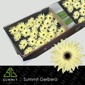 Gerbera Pastini Spritz Doos