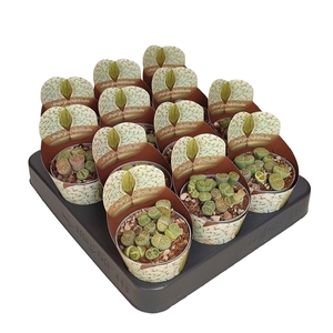 LITHOPS GRACILIDELINEATA - POT Ø 6,5 SHAPED POTCOVER (SUCCULENTEN)