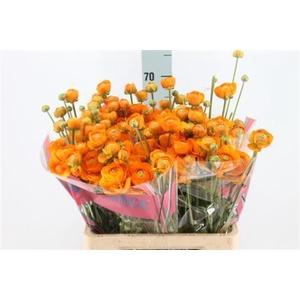 Ranunculus Romance Digne 60cm