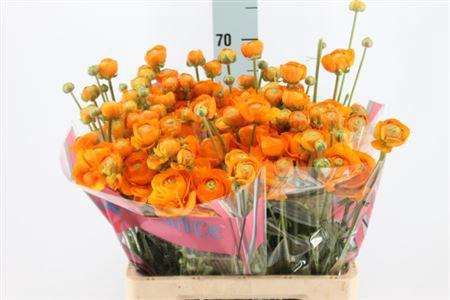 <h4>Ranunculus Romance Digne 60cm</h4>