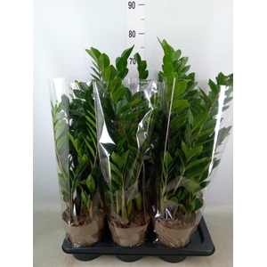 Zamioculcas zamiifolia