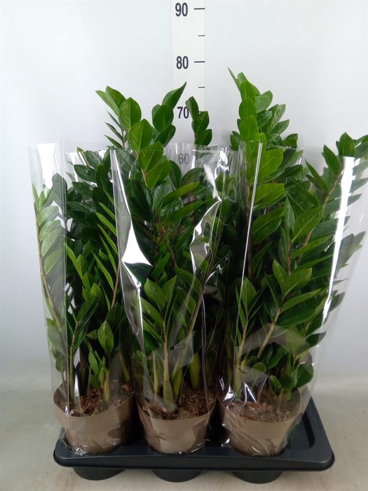 <h4>Zamioculcas zamiifolia</h4>