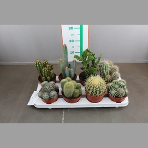 CACTUS GEMENGD
