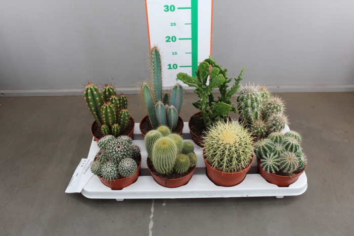 CACTUS GEMENGD