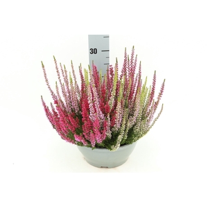 Calluna Beauty Ladies trio schaal