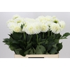 Dahlia Boom Boom White