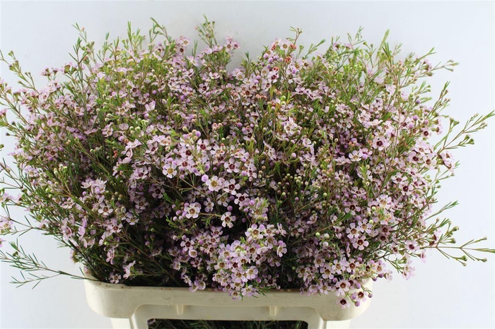 <h4>Chame Un Pink Dream</h4>