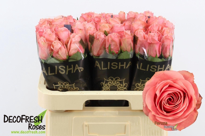 <h4>Rs gr Feruza@</h4>