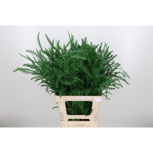 Grevilea Ivanhoe Kl Bh Groen