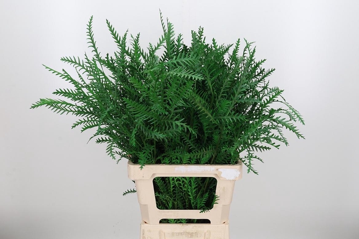 <h4>Grevilea Ivanhoe Kl Bh Groen</h4>