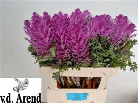 <h4>Brass Crane Queen</h4>