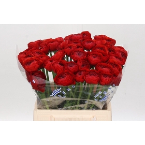 Ranunculus Clooney Tango A1