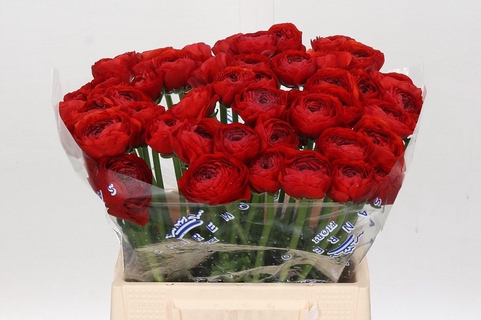 <h4>Ranunculus Clooney Tango A1</h4>