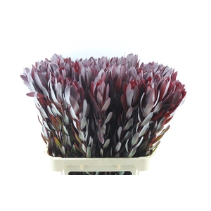 Leucad Saf Sunset Xl