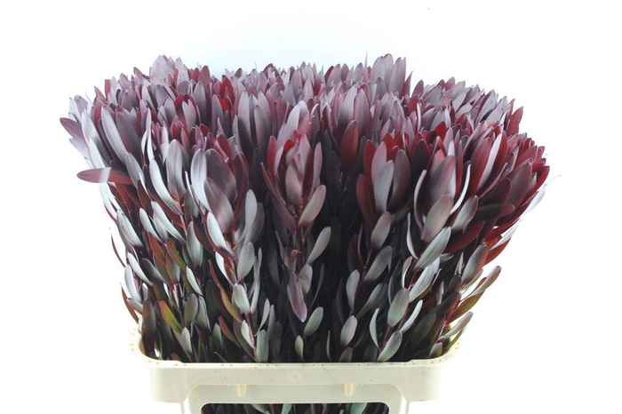 <h4>Leucad Saf Sunset Xl</h4>