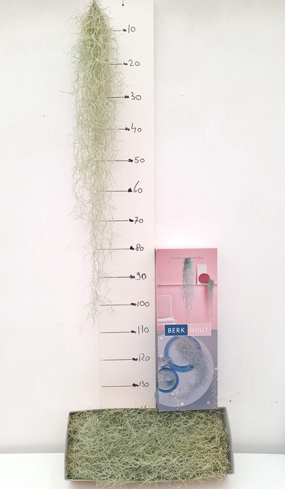 <h4>TILL USNEOIDES</h4>