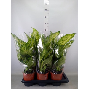 Dieffenbachia  'Mars'