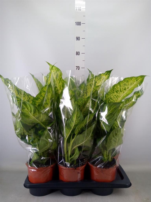 <h4>Dieffenbachia  'Mars'</h4>