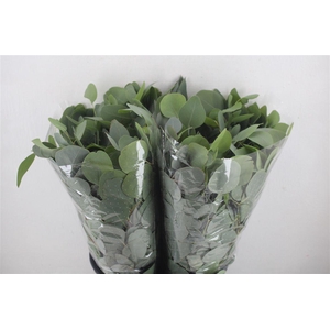 Euca Populus Short 150gr P Bunch