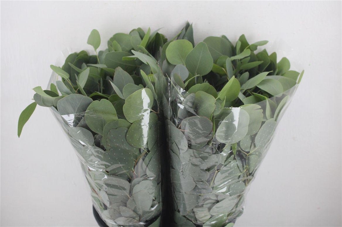 <h4>Euca Populus Short 150gr P Bunch</h4>