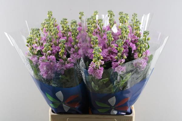 <h4>Matth Iron Pink</h4>