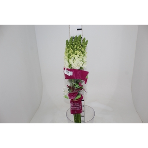 BOCA DE L. P WHITE EARLY 080 CM
