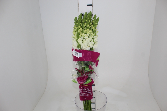 <h4>BOCA DE L. P WHITE EARLY 080 CM</h4>