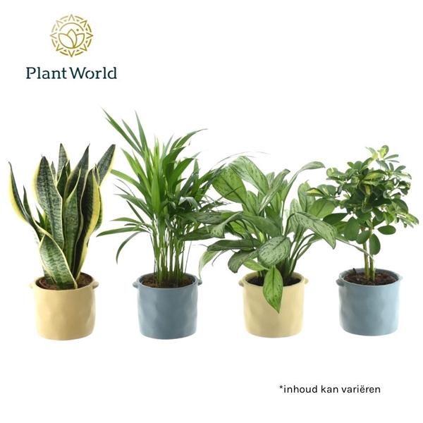 <h4>Groenmix Jamaica 14 cm in pot Charlotte</h4>