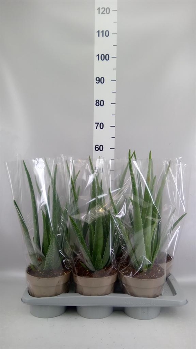 <h4>Aloe vera</h4>