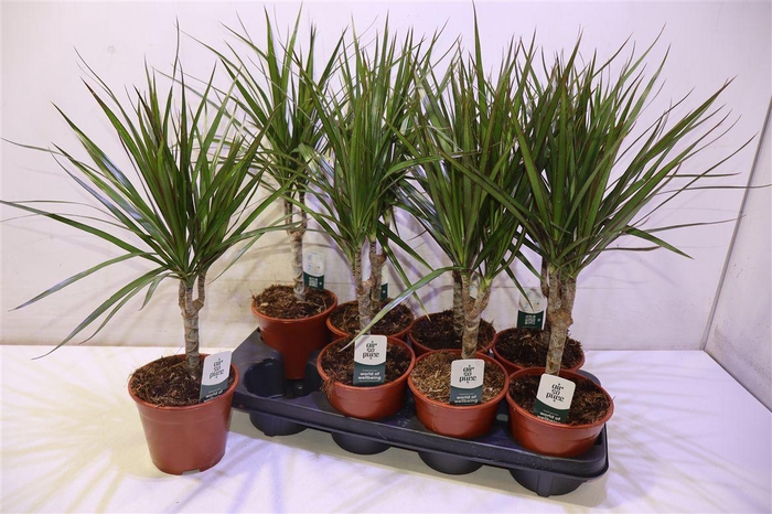 <h4>Dra Marginata</h4>