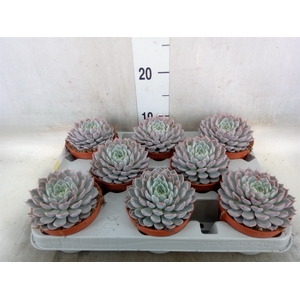 Echeveria cuspidata
