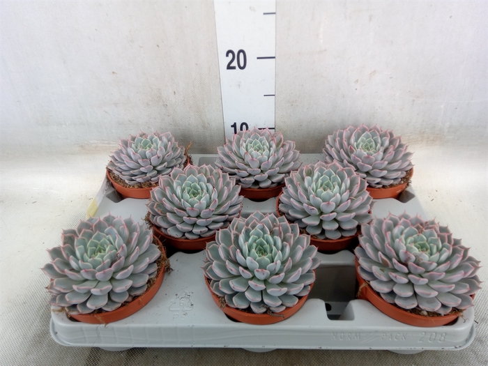 <h4>Echeveria cuspidata</h4>
