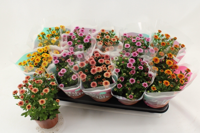 <h4>CHRYS JELLYFI GEM</h4>