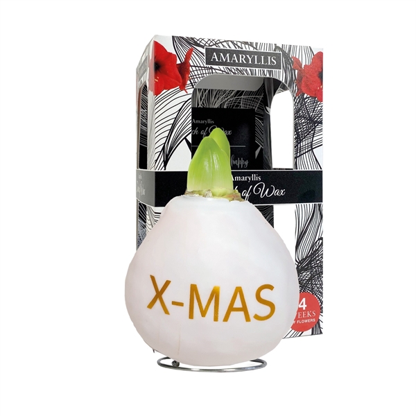 <h4>Amaryllis TOW Special X-MAS print, rode bloem, Carton Giftbox</h4>
