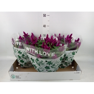 Celosia spic. 'Intenz'