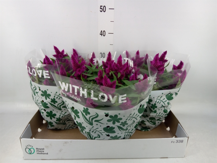 <h4>Celosia spic. 'Intenz'</h4>